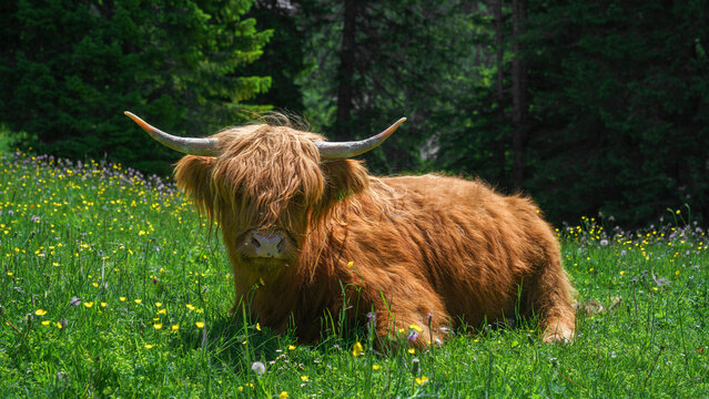 Ein Galloway Rind mit langen Zotteln und H&ouml;rnern liegt auf einern gr&uuml;nen Wiese