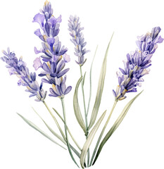Isolated Transparent Background: Elegant Grosso Lavender Watercolor Clipart - obrazy, fototapety, plakaty