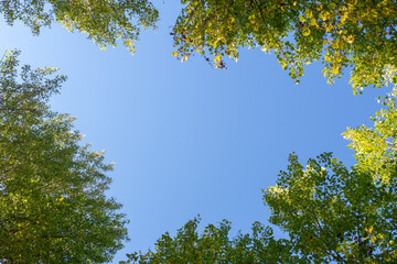 Green tree tops against a blue sky. Looking up.
