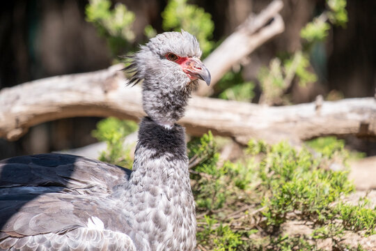 The southern screamer (Chauna torquata) is a species of bird in family Anhimidae of the waterfowl order Anseriformes. It is found in Argentina, Bolivia, Brazil, Paraguay, Peru, and Uruguay.