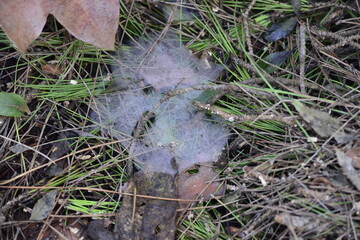 Nature Background Image