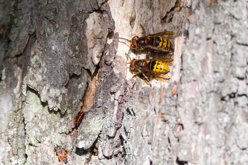 Hornissen (Vespa crabro) am Nest