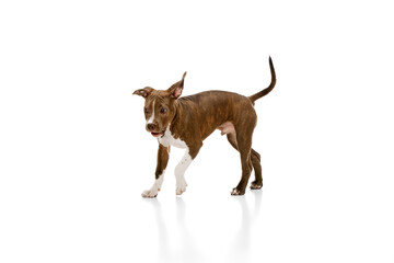 Cute little puppy of purebred american staffordshire terrier in motion, walking isolated over white...