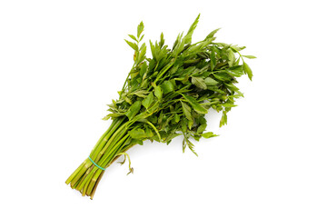 Green leaves of water dropwort plant