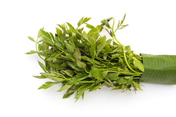 Green leaves of water dropwort plant