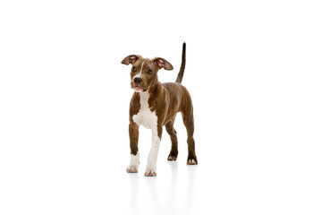 Adorable, cute, calm dog, puppy of purebred american staffordshire terrier isolated over white...