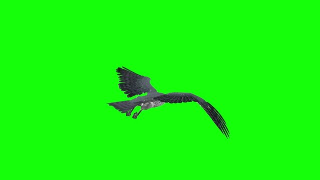 Peregrine Falcon - Raptor Bird - Flying Loop - Back Angle View CU - Green Screen