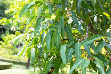 Eucalyptus tree in the park