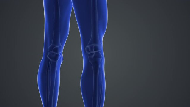 Medical animation with knee joint pain