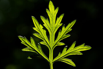 Mugwort herbal mosquito repellent incense on nature background.