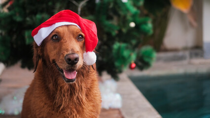 Portrait of a golden retriever dog wearing a Christmas Santa hat, sitting wet next to a swimming...