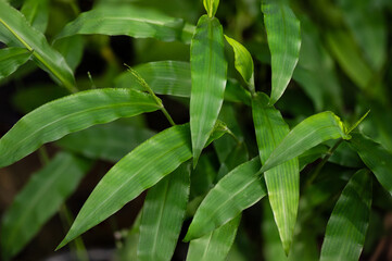Barbed grass or Centotheca lappacea green leaves on nature background.