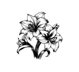 Amaryllis flower illustration hand drawn graphic asset