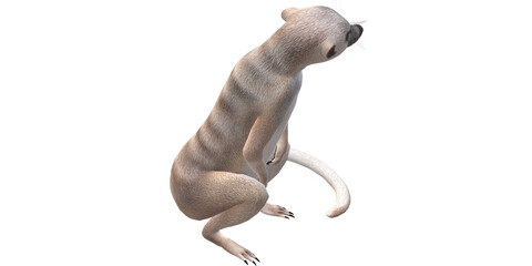 Meerkat isolated on a Transparent Background