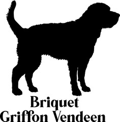Briquet Griffon Vendeen Dog silhouette dog breeds logo dog monogram logo dog face vector
SVG