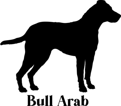 Bull Arab Dog silhouette dog breeds logo dog monogram logo dog face vector
SVG
