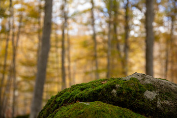 Moss-covered boulder against autumnal foliage background of chestnut forest, Monte Amiata, Tuscany, Italy