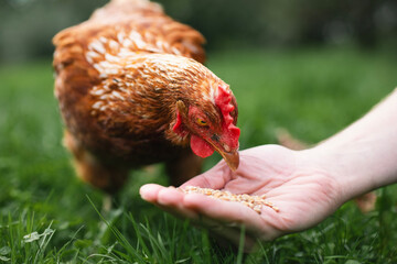Farmer is feeding hen from hand. Chicken pecking grains from hand of man in green grass. Themes...