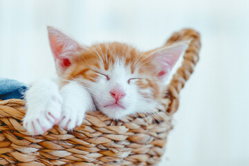Close-up portrait of little cute kitten sleeps comfortably in a wicker basket
