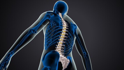 male skeleton clavicle,sternum,ribs,radius and vertebrae anatomy. 3d illustration  - obrazy, fototapety, plakaty
