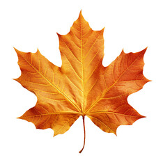 Obraz premium maple leaf isolated on transparent or white background, png photo