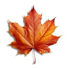Obraz premium maple leaf isolated on transparent or white background, png photo