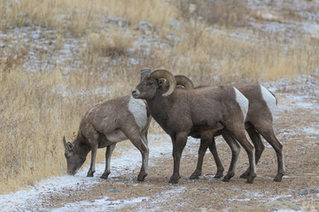 Colorado Rocky Mountain Bighorn Sheep. Two rams and a ewe on a snowy road during the rut.
