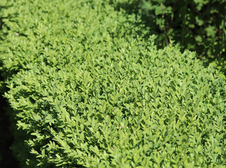 Green boxwood hedge in summer, boxwood moth