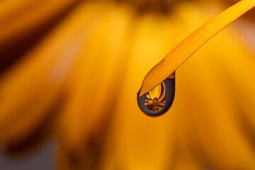 A Flower is refection in Water Drop
