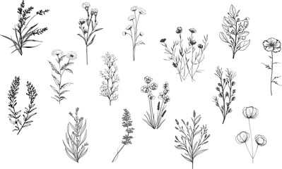  A set of a variety botanical plants and flowers.Line art. - obrazy, fototapety, plakaty