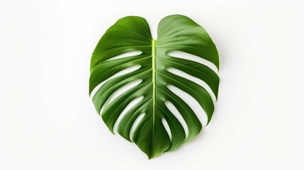 Monstera leaves leaves with Isolate Leaves on transparent background