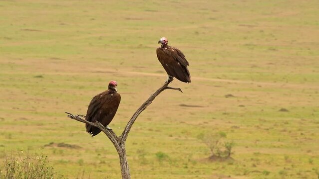 Pair of Lappet-faced vulture or Nubian vulture (Torgos tracheliotos) in Maasai Mara National Reserve