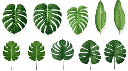 set of green monstera palm and tropical plant leaf isolated on white background for design elements, Flat lay - obrazy, fototapety, plakaty