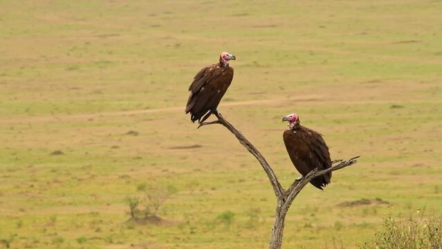 Pair of Lappet-faced vulture or Nubian vulture (Torgos tracheliotos) in Maasai Mara National Reserve