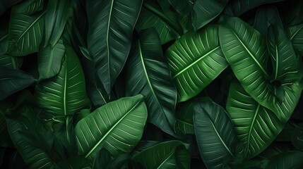 Tropical foliage as a creative nature concept