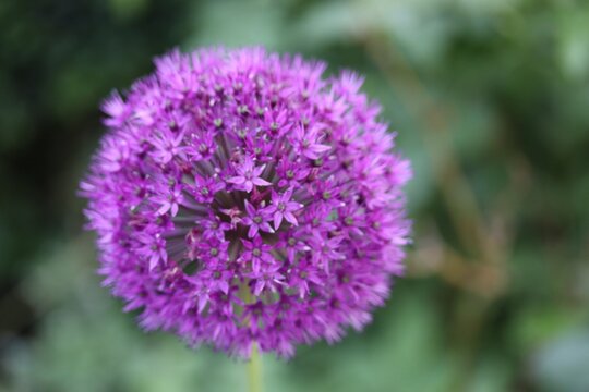 Purple flowering ornamental onion in the garden in summer