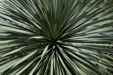 Obraz premium Botanical gardens of Nantes in France