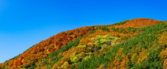 autumn colors on the hill, Cindrel mountains, Sadu village, Romania - obrazy, fototapety, plakaty