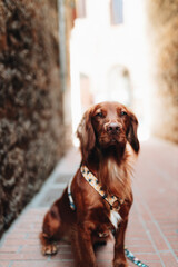 dog on the street