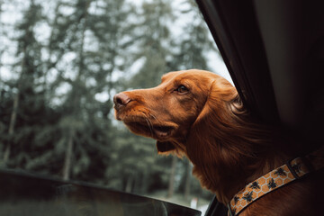 portrait of a dog