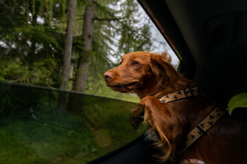 dog in the car