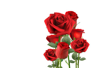 red rose. transparent background