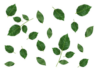 Rose green leaves applicable for design of greeting cards on Valentine's Day. transparent background