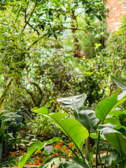 Tropical plants in greenhouse. Lianas and palm tree branches with green leaves in glasshouse.