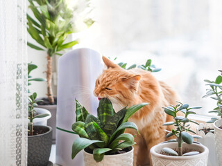 Ultrasonic humidifier among houseplants. Ginger cat bites succulent plant leaf on windowsill. Water steam moisturizes dry air at home. Electric device for comfort atmosphere. - 680958635