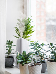 Ultrasonic humidifier among houseplants. Flower pots with succulent plants on windowsill. Water...