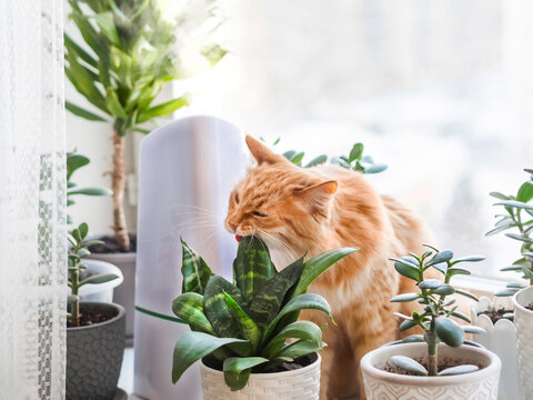 Ultrasonic humidifier among houseplants. Ginger cat bites succulent plant leaf on windowsill. Water steam moisturizes dry air at home. Electric device for comfort atmosphere.
