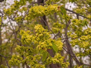 An kleinen Zweigen der Bergulme (Ulmus glabra) hängen die grünen Samen.