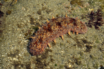 ナマコ　　干潮時