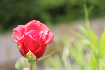 red rose close up in the garden with green gras